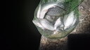 靠森（Kaooseen）料七號鯪魚(yú)專(zhuān)攻廣東野釣配方套餐斬鯪魚(yú)餌窩料誘鯪魂釣魚(yú)專(zhuān)用餌料 幸運七土鯪-腥味 曬單實(shí)拍圖