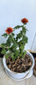 新品重瓣荷蘭菊四季開(kāi)花菊花苗月月菊室內外花多年生耐寒耐熱植物 橙色荷蘭菊1盆+原盆原土【一盆3-4顆】 曬單實(shí)拍圖