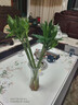 帶根文昌竹龍竹發(fā)財竹富貴竹水養植物客廳室好養內盆栽水培綠植 龍竹-25厘米 4支 曬單實(shí)拍圖