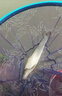 達億瓦（DAIWA）小型泛用紡車(chē)輪海釣輪魷魚(yú)輪微物漁線(xiàn)輪十大品牌 PC LT3000-XH（大物+高高速比） 左右手互換型 曬單實(shí)拍圖