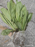 廣東菜苗正宗甜麥高州甜麥菜新鮮蔬菜成活陽(yáng)臺苗現發(fā)貨圓葉四季 圓葉甜麥菜苗20棵 曬單實(shí)拍圖