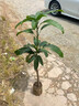 芒果苗樹(shù)嫁接特大金煌芒四季紅貴妃芒果樹(shù)苖當年結果帶土地栽盆栽 金煌4年苗【帶營(yíng)養杯發(fā)貨】 90cm(含)-99cm(含) 曬單實(shí)拍圖