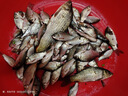 龍王恨魚(yú)餌紅蟲(chóng)鯽X5腥香餌料全年四季通用綜合野釣鯉青草魚(yú)鯽魚(yú)魚(yú)食餌料 秋冬低溫套餐【共660g/3包】 曬單實(shí)拍圖