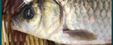 微山湖野生鯽魚(yú)土漁民捕撈活魚(yú)現殺凈膛滋補燉湯400g/袋 中號【4-6條/400g】400g*3袋 曬單實(shí)拍圖