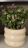 沭之美多肉植物綠植花卉叢生金枝玉葉+金錢(qián)木+米色甜甜圈陶瓷盆源頭直發(fā) 曬單實(shí)拍圖