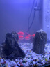 派樂(lè )特魚(yú)缸底砂造景石頭子五彩石溪流石水族箱龜缸多肉裝飾彩色雨花鵝卵 曬單實(shí)拍圖