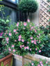 曄忻小木槿棒棒糖盆栽植物室內室外陽(yáng)臺庭院好養開(kāi)花耐寒耐旱易爆花卉 小木槿棒棒糖-70-80高】 曬單實(shí)拍圖