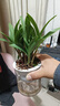 劉閣蘭花七彩香水石斛蘭花冬帶花苞好養綠植濃香型石斛花卉盆栽綠植驅蚊 10苗連體七彩石斛當年開(kāi)花配水培盆 曬單實(shí)拍圖