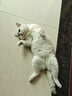 綠聯(lián)八類(lèi)純銅網(wǎng)線(xiàn) CAT8類(lèi)萬(wàn)兆屏蔽網(wǎng)絡(luò )連接線(xiàn) 游戲電競8芯雙絞線(xiàn) 家用電腦寬帶成品跳線(xiàn)15米 30799 曬單實(shí)拍圖