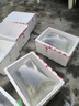 四川埃及塘鲺魚(yú)淡水 養殖埃及魚(yú)苗革胡子鯰魚(yú)苗本地塘角魚(yú)苗批 發(fā) 3-5厘米埃及鯰魚(yú)贈送20% 30條 曬單實(shí)拍圖