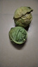 高原夏菜新鮮包菜卷心菜綠甘南菜甘藍圓白菜時(shí)令蔬菜健康營(yíng)養早餐 1.5斤-2斤高端標準菜 曬單實(shí)拍圖