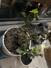 臨雅虎頭茉莉花盆栽帶花苞老樁梔子花室內陽(yáng)臺四季易活綠植物花卉花苗 【原盆】虎頭茉莉 曬單實(shí)拍圖