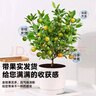 臨雅【帶果發(fā)貨】四季金桔樹(shù)年桔可食用冬季客廳年宵花盆栽金橘子樹(shù)苗 四季金桔樹(shù)-原土盆 曬單實(shí)拍圖