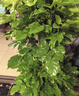 植男植女幸福樹(shù)造型綠寶盆栽真綠植客廳室內大型綠植辦公喬遷新居源頭直發(fā) 曬單實(shí)拍圖