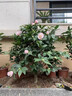 植物再生劑濃縮營(yíng)養液復活液水培花肥料室內盆栽植物營(yíng)養液通用型 單盒(6支108g） 曬單實(shí)拍圖