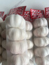 出口新鮮山東大蒜頭干蒜商超批發(fā)產(chǎn)地直發(fā)紫白皮即食水果生鮮調料 1500g（3斤） 5.5-6.0厘米以上干蒜出口級小網(wǎng)兜可種植 曬單實(shí)拍圖