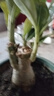 【夏季新品】稀有多頭沙漠玫瑰重瓣老樁濃香多肉綠植四季室內外 多色花    根直徑（2-4公分） 帶黑色育苗盆發(fā)貨 曬單實(shí)拍圖