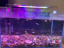 長(cháng)銳金晶超白玻璃魚(yú)缸烏龜缸裸缸生態(tài)溪流缸全套造景套餐 金晶超白魚(yú)缸 40x23x25cm【5mm】送魚(yú)缸墊+禮包 曬單實(shí)拍圖