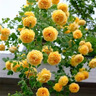 【2米以上高】薔薇花苗四季開(kāi)花爬藤月季濃香型耐寒耐旱藤本月季 黃金慶典（打木架發(fā)貨)當年爬藤開(kāi)花爆滿(mǎn) 2米以上母系特大苗（原盆原土打木架發(fā)貨） 曬單實(shí)拍圖