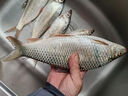 鄧剛專(zhuān)用麝香酒高濃縮釣魚(yú)小藥野釣黑坑鯽魚(yú)鯉魚(yú)中藥酒誘魚(yú)添加劑 一瓶【超濃縮麝香酒】 曬單實(shí)拍圖