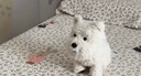 babycare電動(dòng)毛絨玩具娃娃玩偶生日禮物西高地【帽子和三角巾】 曬單實(shí)拍圖