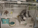 達洋出口兔籠新型達洋兔籠子防噴尿小號家用別墅籠豚鼠荷蘭豬籠子r71 R71冰白 僅單籠 曬單實(shí)拍圖