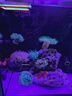 深海奇緣40背濾海缸小型面魚(yú)缸海水背濾缸 40*40*40背濾缸 曬單實(shí)拍圖