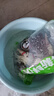 鮮活大龍膽石斑魚(yú)1條 600g起 曬單實(shí)拍圖