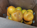 云南蜜橘早熟桔子新鮮水果當季酸甜薄皮青皮橘子孕婦整箱蜜橘 帶箱5斤（55mm起） 曬單實(shí)拍圖