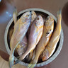 往牧舟山野生小黃魚(yú) 深海捕撈鮮活冷凍 海鮮黃魚(yú)燒烤夜宵食材海捕 【99%選擇】?jì)糁?斤約18條/斤 曬單實(shí)拍圖