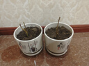 流蘇樹(shù)苗盆栽四季開(kāi)花濃香四季好養室內外植物陽(yáng)臺庭院觀(guān)花卉綠植 新品【粉黛】耐寒耐熱 熱銷(xiāo)款：八年樹(shù)狀獨桿-當年開(kāi)花爆滿(mǎn)【包活】 曬單實(shí)拍圖