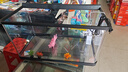寵小島桌面生態(tài)魚(yú)缸小型客廳過(guò)濾制氧一體機新款家用烏龜金魚(yú)缸 大號黑色【豪華藍色水晶造景款】 曬單實(shí)拍圖
