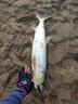 SHIMANO500米魚線線日本進口高端東麗原絲釣魚線線大物尼龍線線主線線子 【東の原絲】500M【透明子線 線】 0.4號 曬單實拍圖