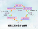 珀萊雅紅寶石面霜3.0緊致抗皺保濕女士淡化細(xì)紋旗艦款 【輕潤型】一體式包裝面霜100g 曬單實拍圖