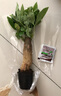 ?【包活】發(fā)財樹盆栽鮮花綠植物辦公室內(nèi)吸甲醛綠蘿文竹水培易養(yǎng) 【粗2-3cm】單桿發(fā)財樹【原盆】 曬單實拍圖