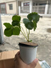 草莓苗盆栽 秋冬季四季結果陽(yáng)臺種植苗秧紅顏奶油丹東九九 丹東草莓1盆 原盆帶花帶果+肥料 高約18-23cm 曬單實(shí)拍圖