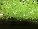 尼特利1號大師水草泥魚缸專用水藻泥生態(tài)草缸底砂營養(yǎng)土2L/袋 曬單實拍圖