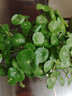 景郁春 JIRYUCUR銅錢(qián)草水培植物盆栽四季好養帶葉銅錢(qián)草1盆+青花瓷盆 源頭直發(fā) 曬單實(shí)拍圖