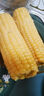十月稻田 四平黃糯玉米 3.52斤(220g*8根)東北玉米棒 低脂早餐 零食 曬單實(shí)拍圖