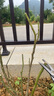 東部工品修剪樹(shù)枝剪刀專(zhuān)用工具剪枝剪刀樹(shù)枝園林園藝修枝粗枝果樹(shù)修花剪 曬單實(shí)拍圖