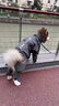 MIKI PAD狗狗雨衣分體式中大型犬全包四腳防水雨披狗衣服寵物沖鋒衣邊牧 雨披+防臟褲【全身防護】 7XL（胸圍88-94 建議65-75斤） 曬單實(shí)拍圖