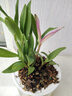 劉閣蘭花七彩香水石斛蘭花冬帶花苞好養(yǎng)綠植濃香型石斛花卉盆栽綠植驅(qū)蚊 10苗連體七彩石斛當(dāng)年開花配水培盆 曬單實拍圖