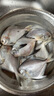 鮮京采 冷凍舟山地標鮮捕大號銀鯧魚(yú)凈重3斤 5-6條/斤 源頭直發(fā) 曬單實(shí)拍圖