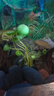 勝畫(huà)銅錢(qián)草魚(yú)缸水草水培植物直接入缸造景蜈蚣草凈化水質(zhì)古法養魚(yú)草 銅錢(qián)草1盆約15-20根 曬單實(shí)拍圖