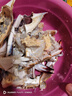 舟山梭子蟹鮮活特大野生大螃蟹新鮮冷凍海鮮水產(chǎn)海蟹飛蟹白蟹順豐 7-9兩/只【5斤凈重 特大肥壯】 曬單實(shí)拍圖