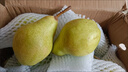 亨迅煙臺太婆梨山東梨子啤梨香蕉梨大頭梨茄梨軟梨新鮮水果生鮮 3斤精選裝（凈重2.8斤） 香甜軟糯|核心產(chǎn)區直發(fā)|放軟后吃 曬單實(shí)拍圖