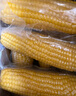 京覓東北黃糯玉米4.5斤(7-10穗) 東北甜黏玉米棒早餐苞米源頭直發(fā) 曬單實(shí)拍圖