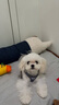 puppytie狗狗牽引繩背心式遛狗繩泰迪狗繩子調節牽引繩中小型犬胸背帶 牛仔藍-胸背+牽引繩 XXS-迷你型建議1-6斤 曬單實(shí)拍圖