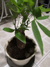 發(fā)財樹(shù)盆栽大植物室內辦公室桌面客廳小盆景招財樹(shù)苗綠植花卉盆栽 小單桿發(fā)財樹(shù) 2-3cm【原盆】 【送肥料】 曬單實(shí)拍圖