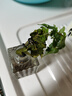 臨雅水培圓葉福祿桐錢(qián)多多盆栽花卉植物客廳室內桌面茶幾懶人水養綠植 錢(qián)多多福祿桐+鉆石四方盆 曬單實(shí)拍圖